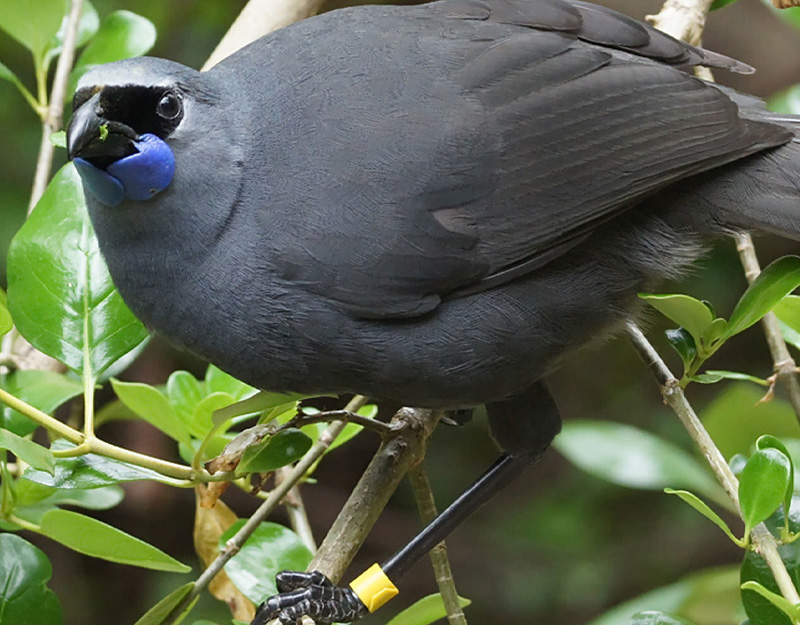 Kōkako DOC Partnership 